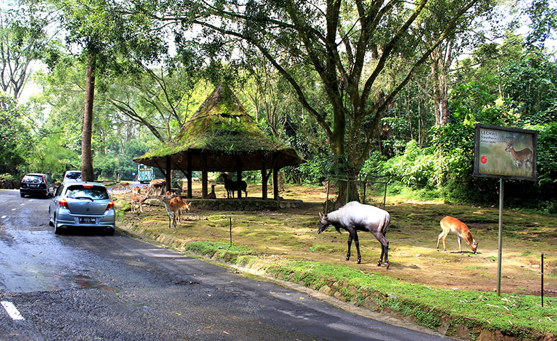 Taman Safari Bogor Jawa Barat